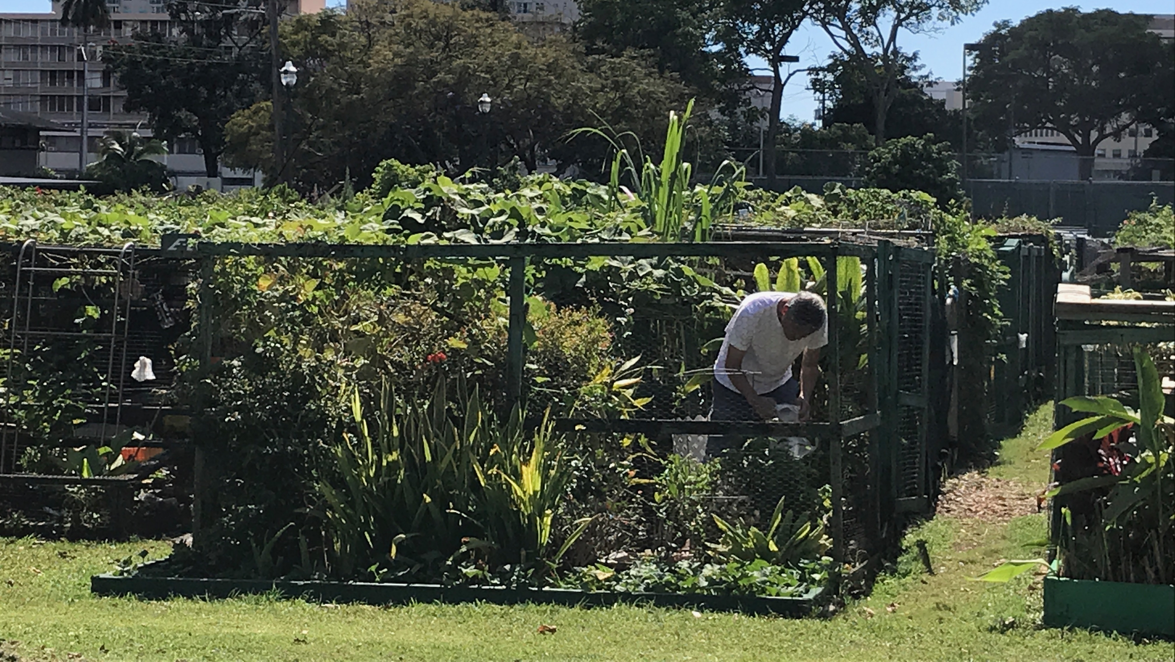 Foster Botanical Garden