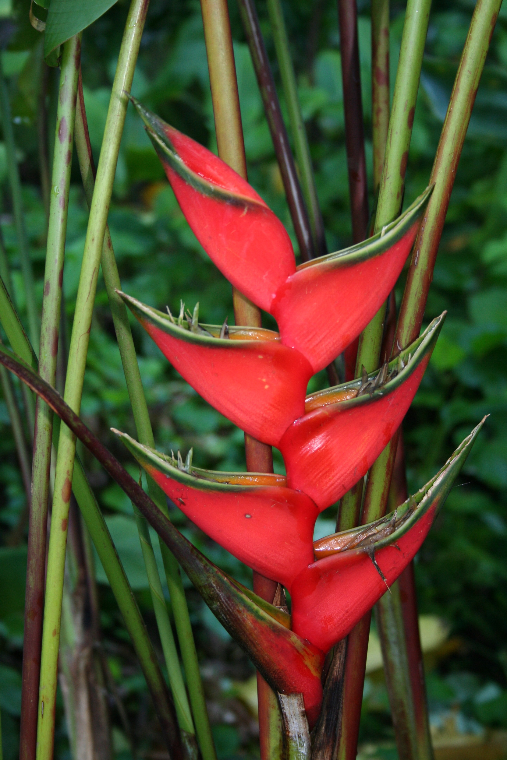 Garden of Eden Arboretum