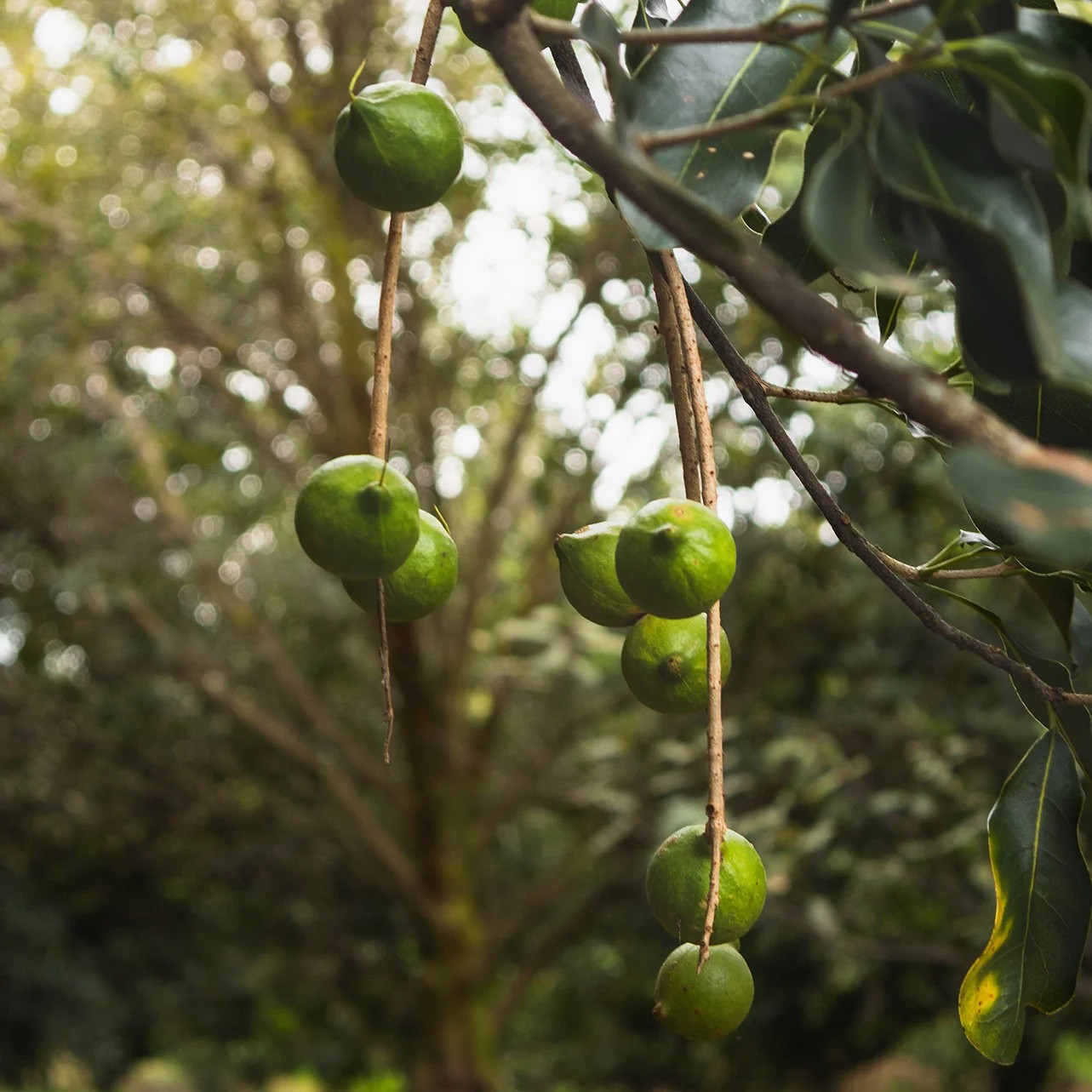 Hamakua Macadamia Nut Company