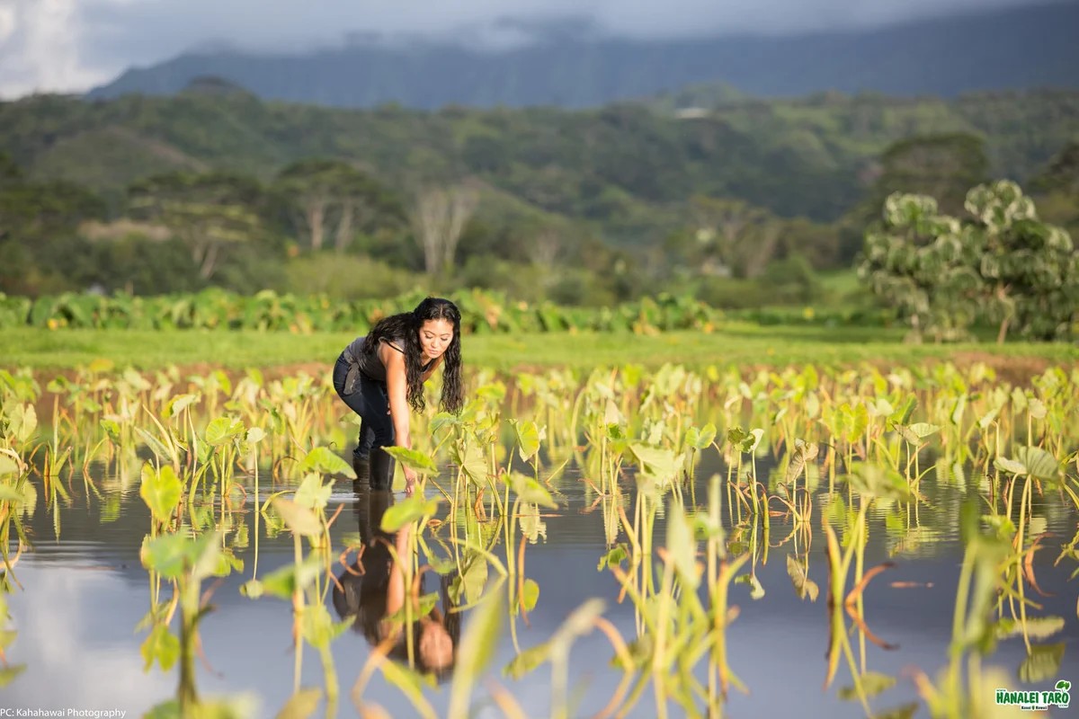 Hanalei Taro & Juice Co