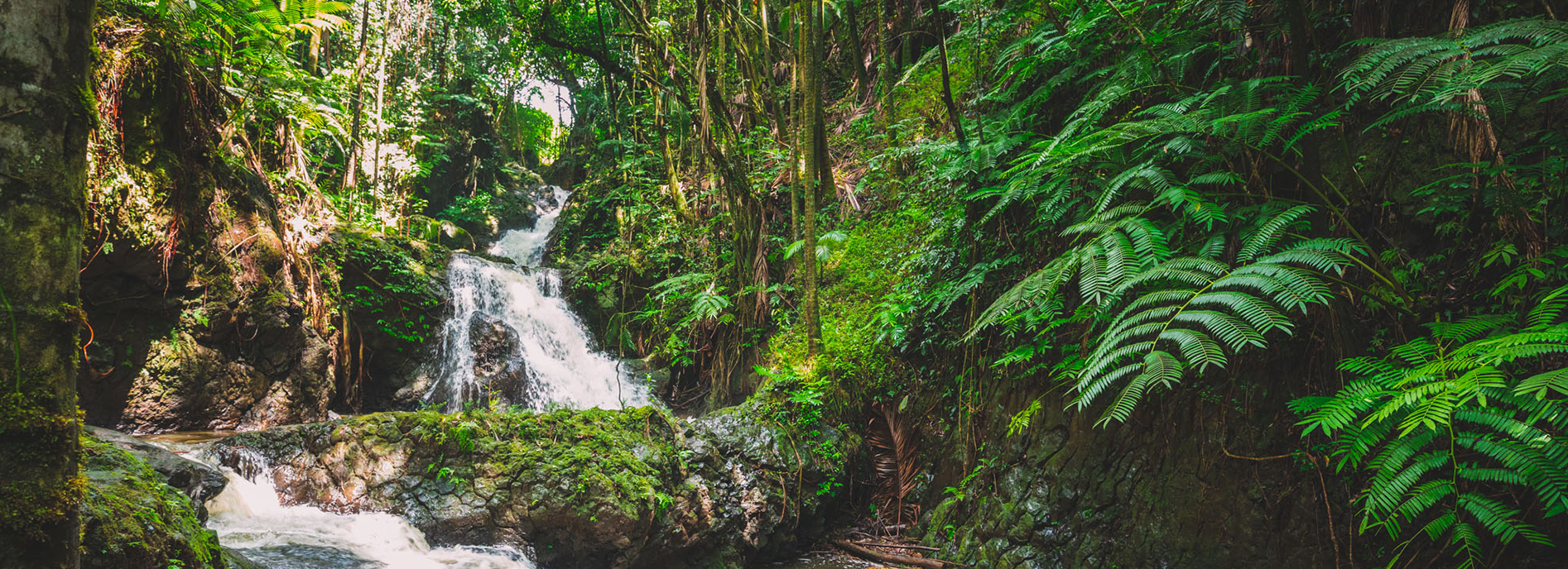 Hawaiʻi Tropical Botanical Garden