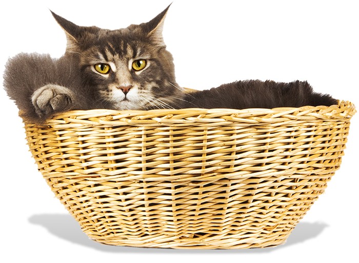 Lanaʻi Cat Sanctuary