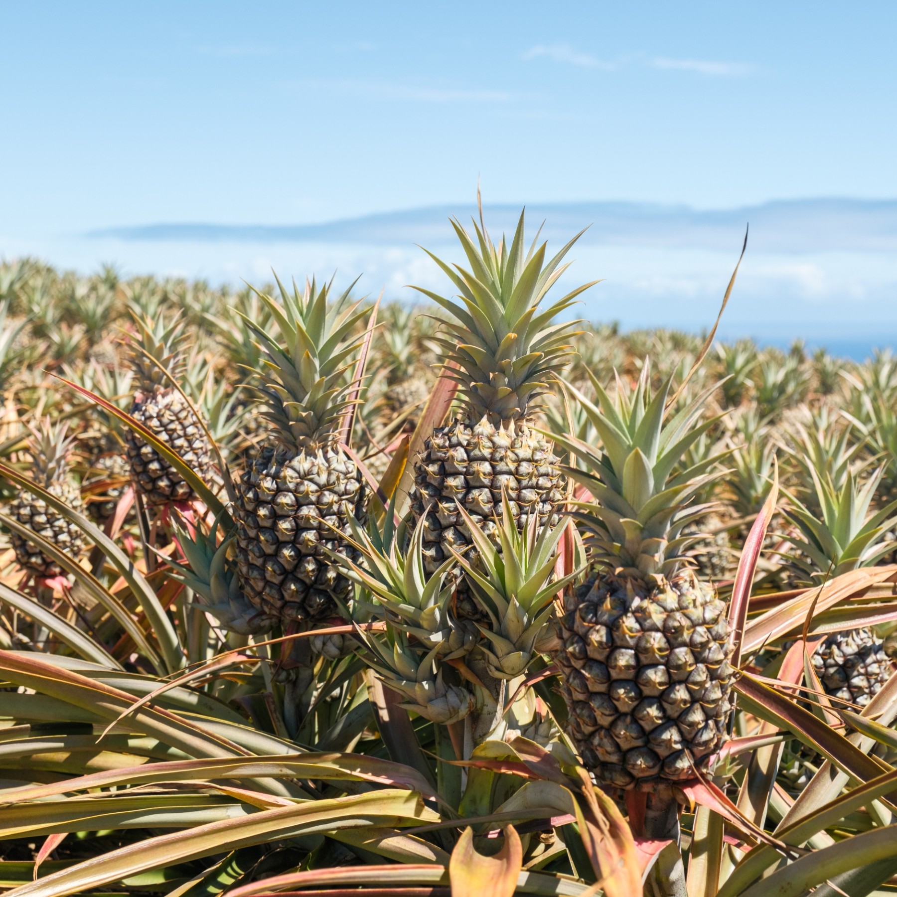 Maui Pineapple Tour