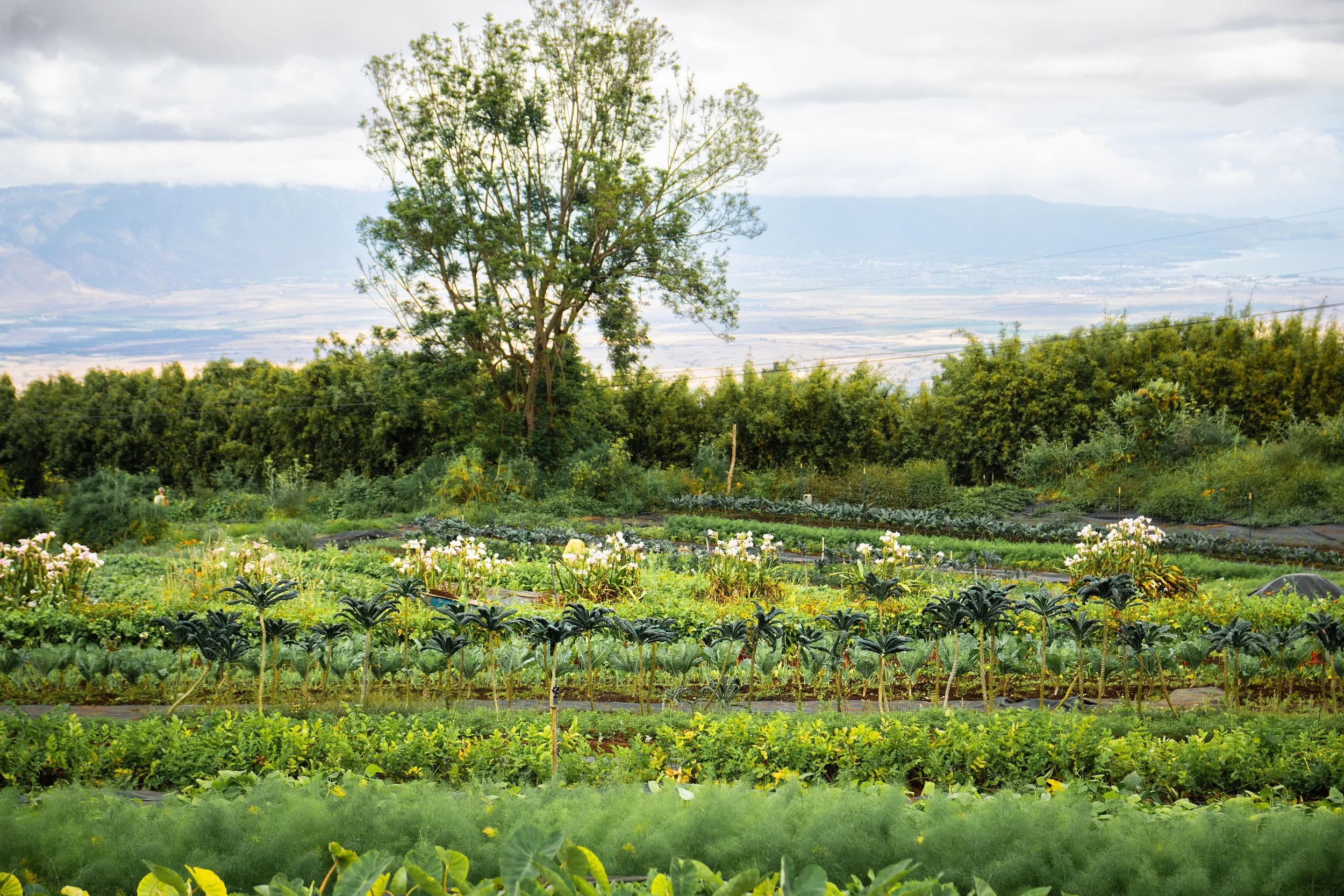 Oʻo Farm