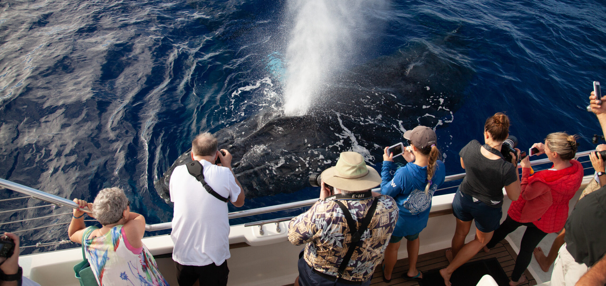 PacWhale Eco-Adventures