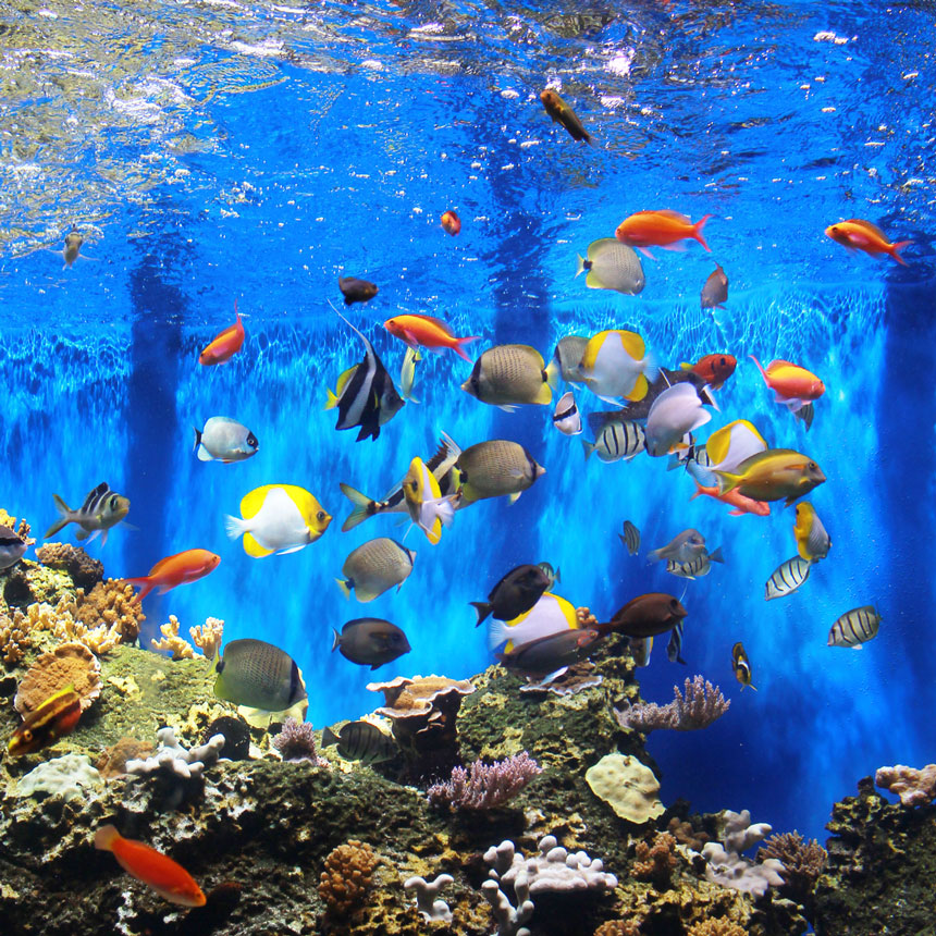 Waikiki Aquarium
