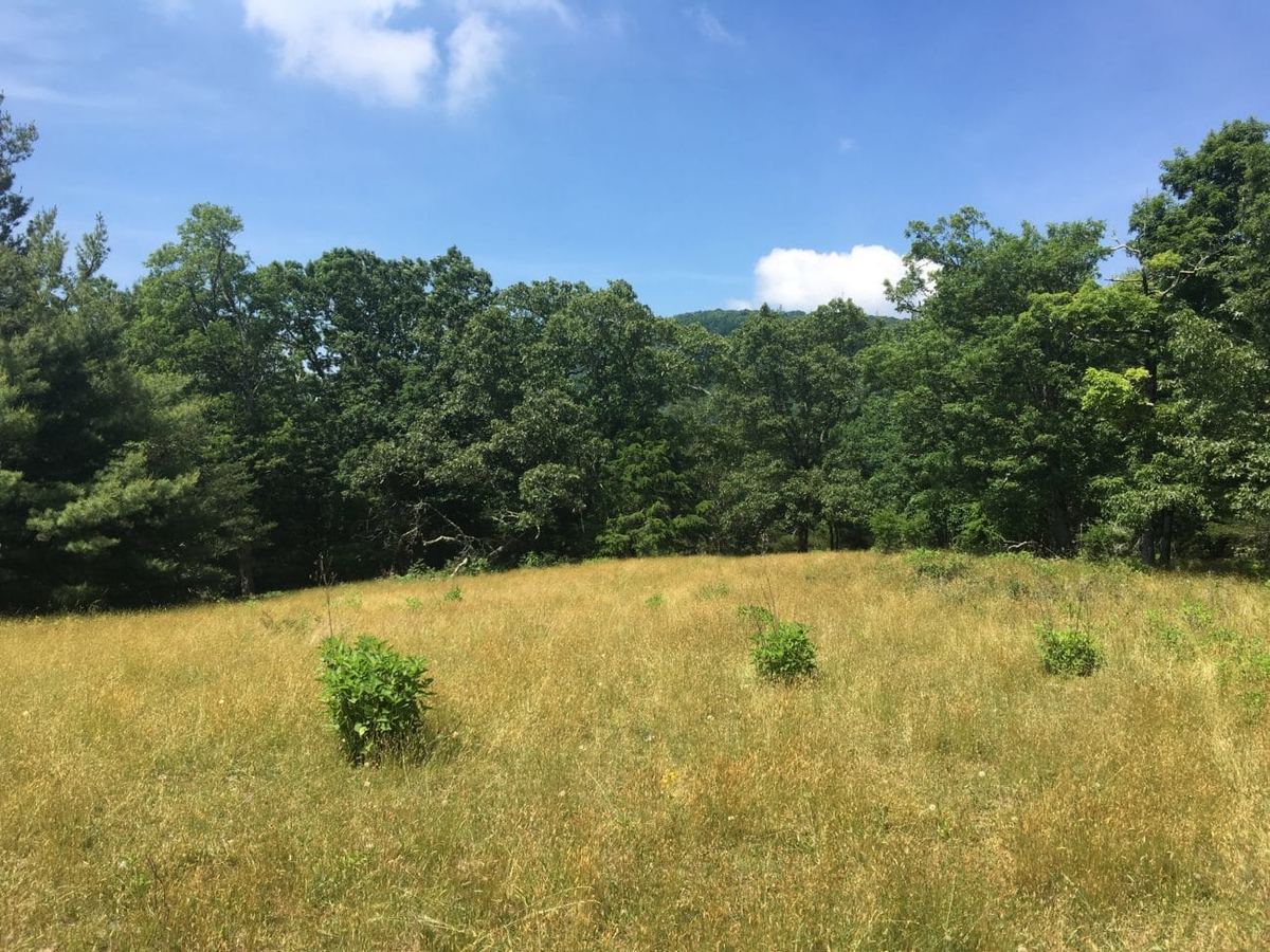 Wildcat Rock Trail — photo 5